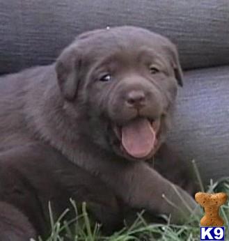 rufflabs Picture 1
